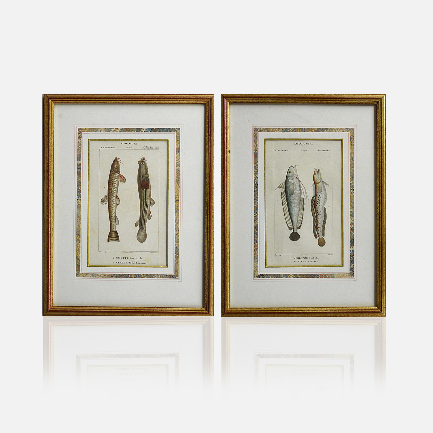 Antique Fish Prints c.1837
