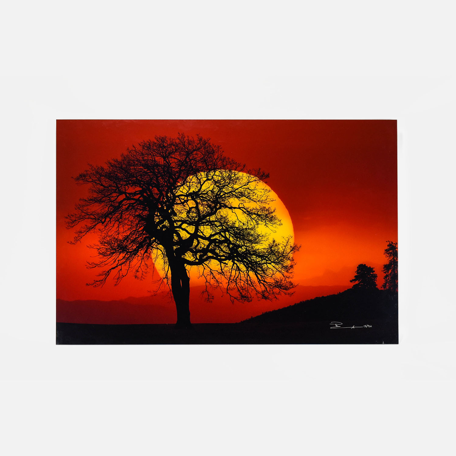 Lik, Peter Landscape Photograph on Acrylic Sun and Tree 176/950