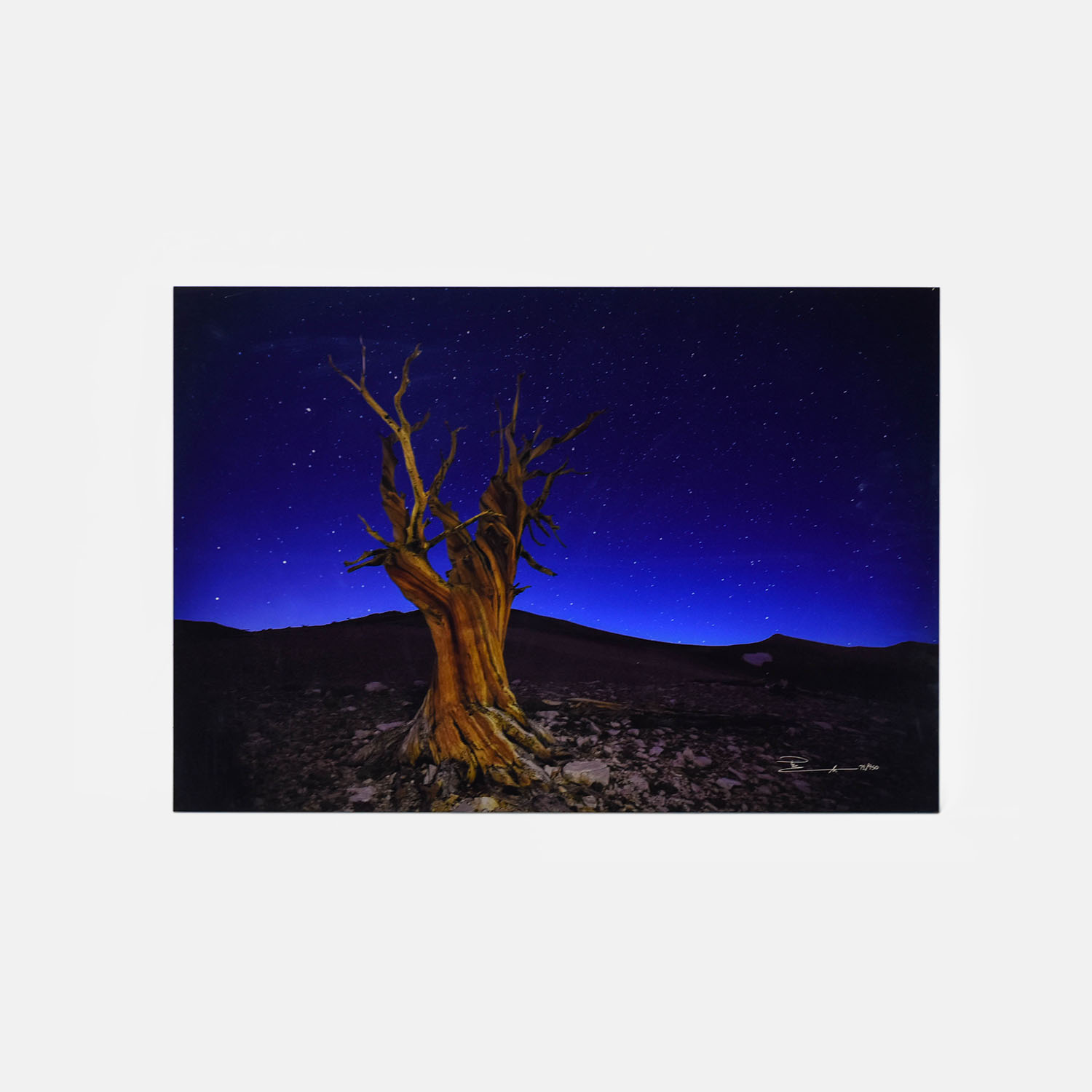 Lik, Peter Photograph on Acrylic Dead Tree at Night 72/950