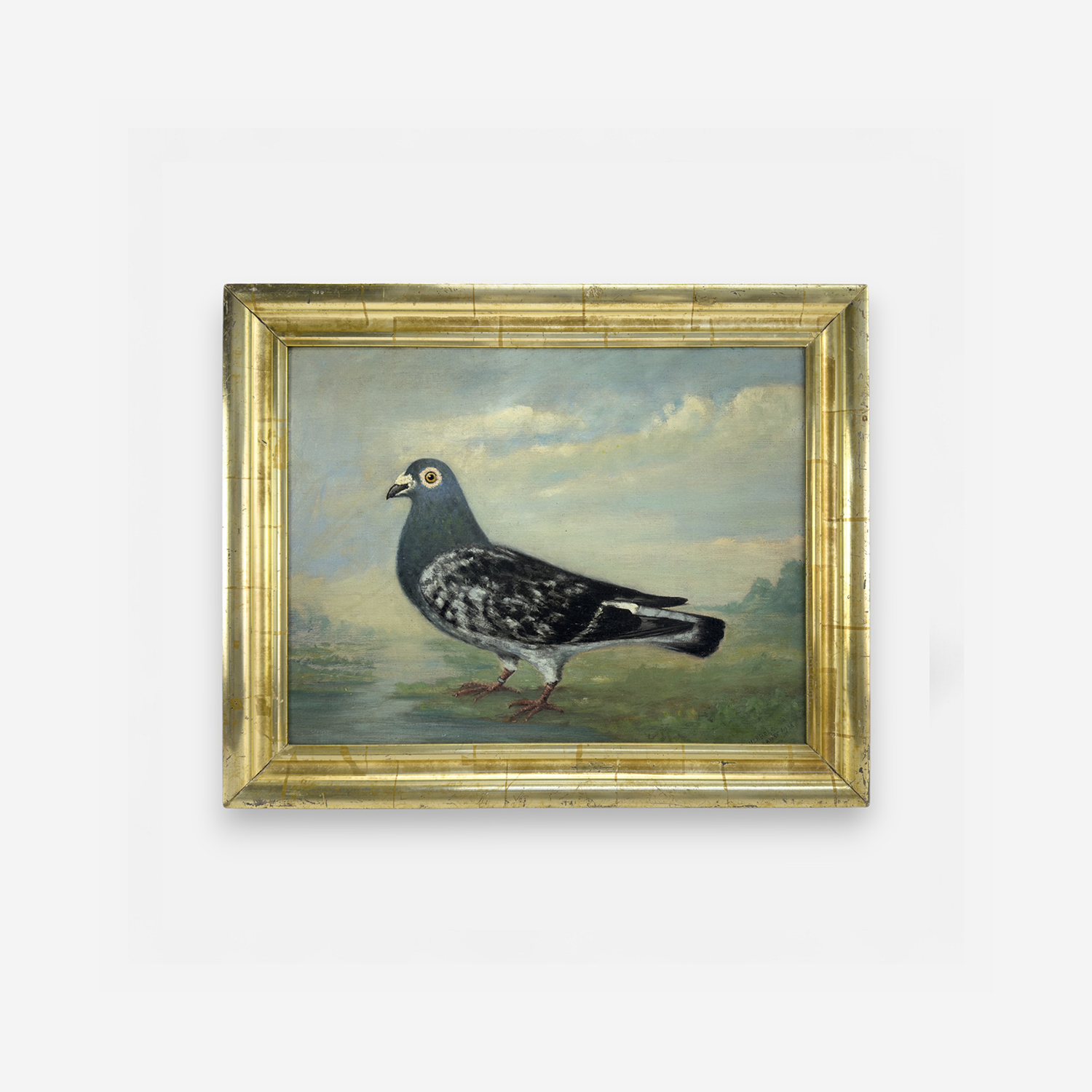 Racing Pigeon Oil Portrait