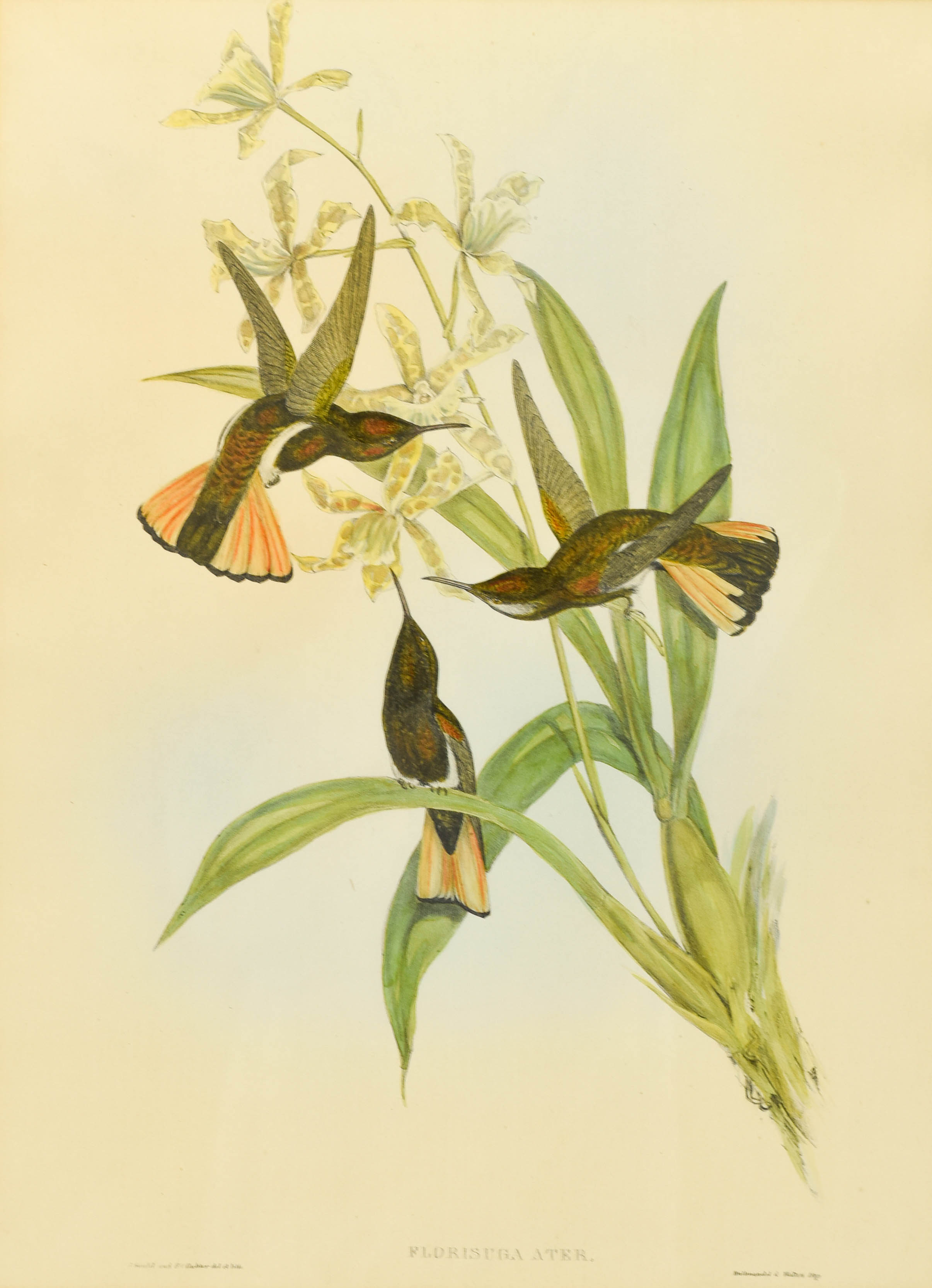 Gould - Pied Jacobin Hummingbird Florisuga Ater Lithograph