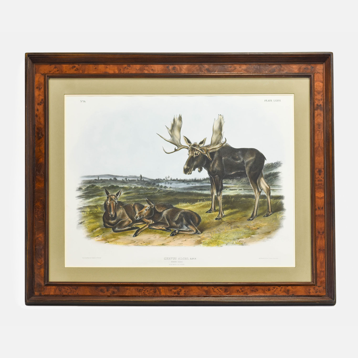 John James Audubon Cervus Alces- Plate LXXVI Folio Moose Lithograph